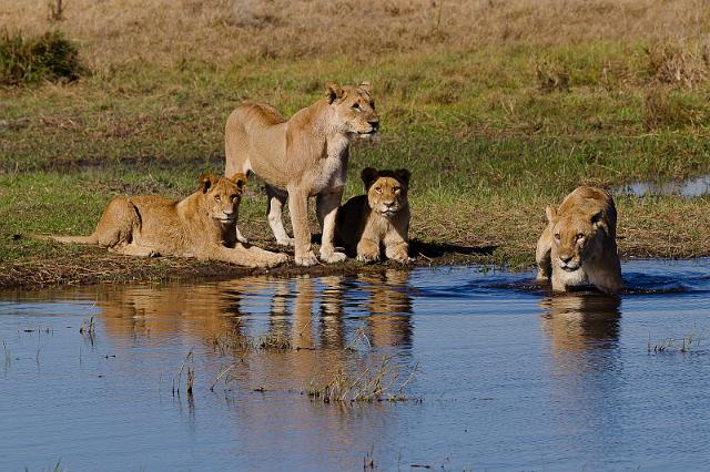 139 Okavango Delta, leeuwen.jpg